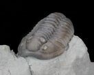 Flexicalymene Trilobite From Ohio #45056-1